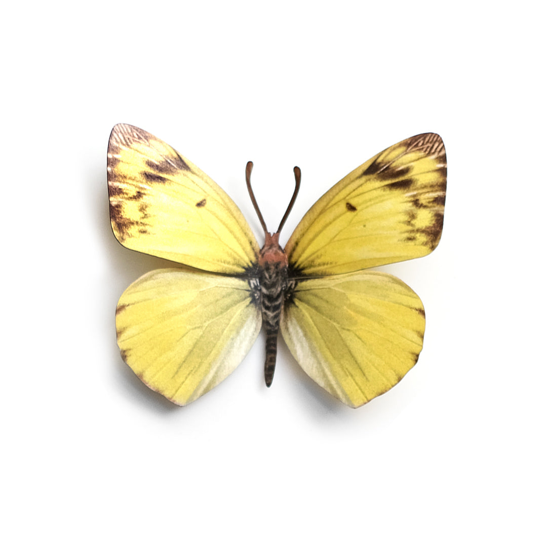 💫New💫 'Clouded Sulphur' Butterfly