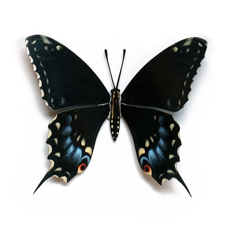 💫New💫 'Eastern Black Swallowtail' Butterfly