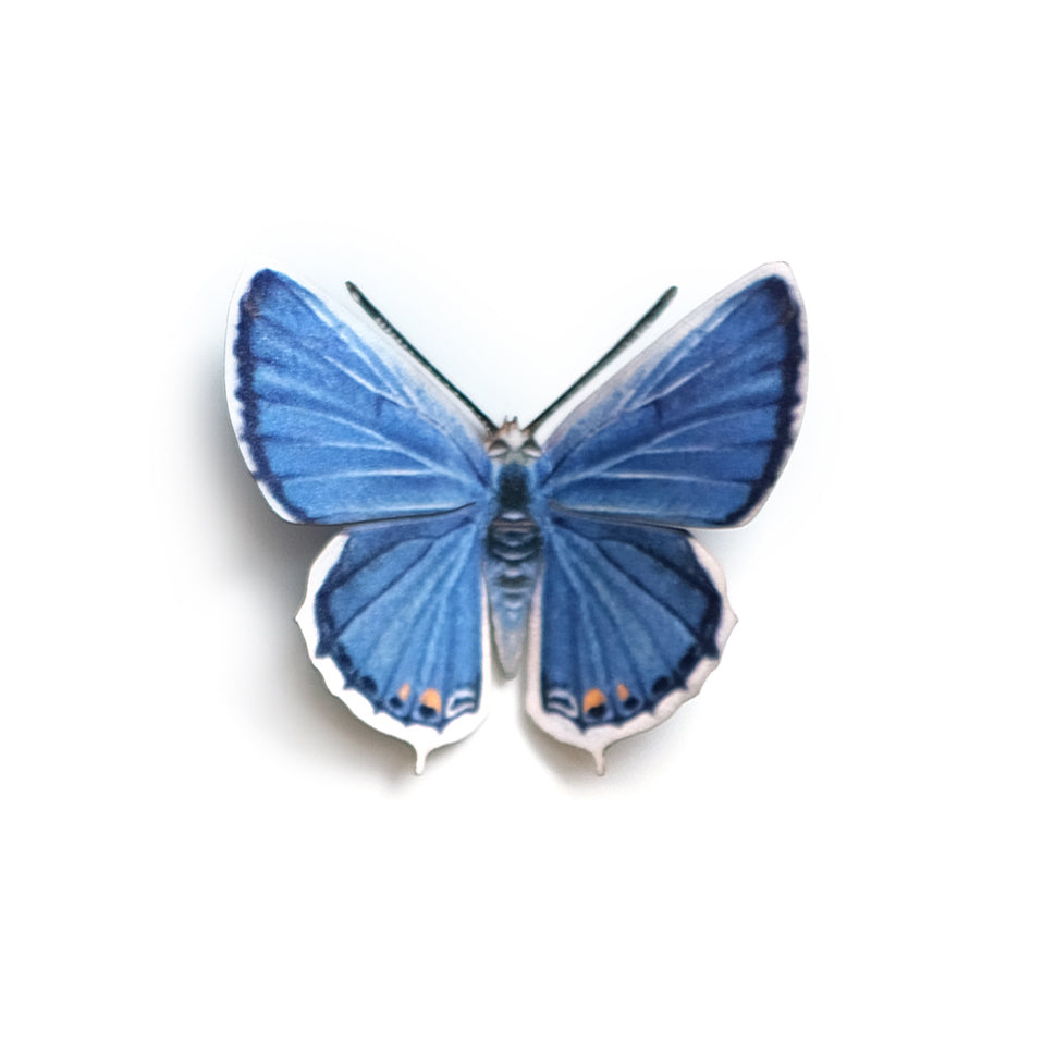 💫New💫 'Eastern Tailed Blue' Butterfly