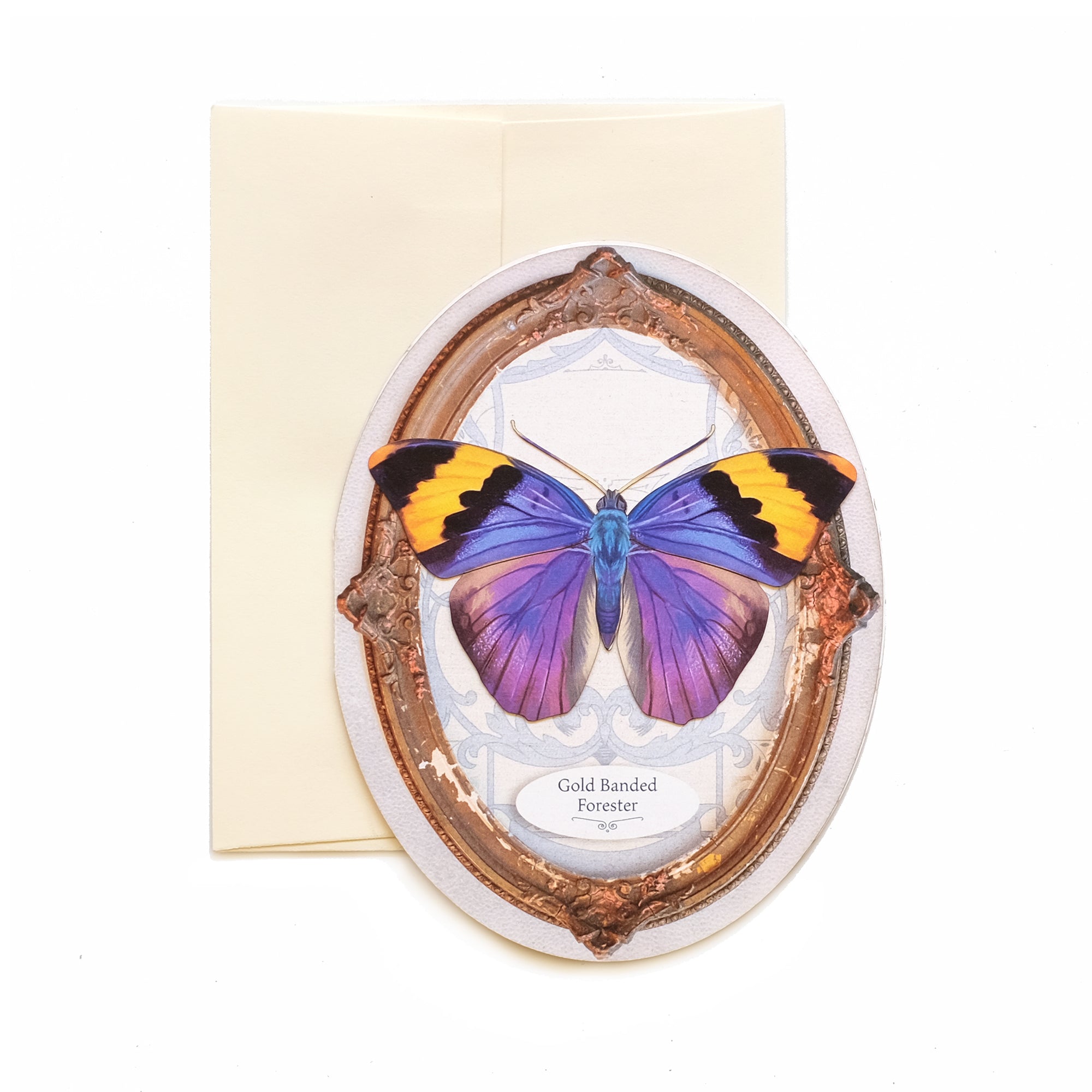 Gold Banded Forester Butterfly Oval Greeting Card - Set of 4 - Reseller Wholesale