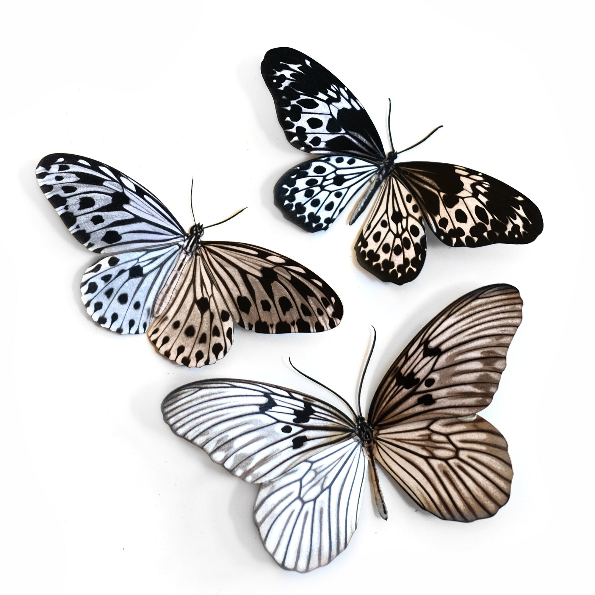 'Marble' Butterfly Set - Artist Discount