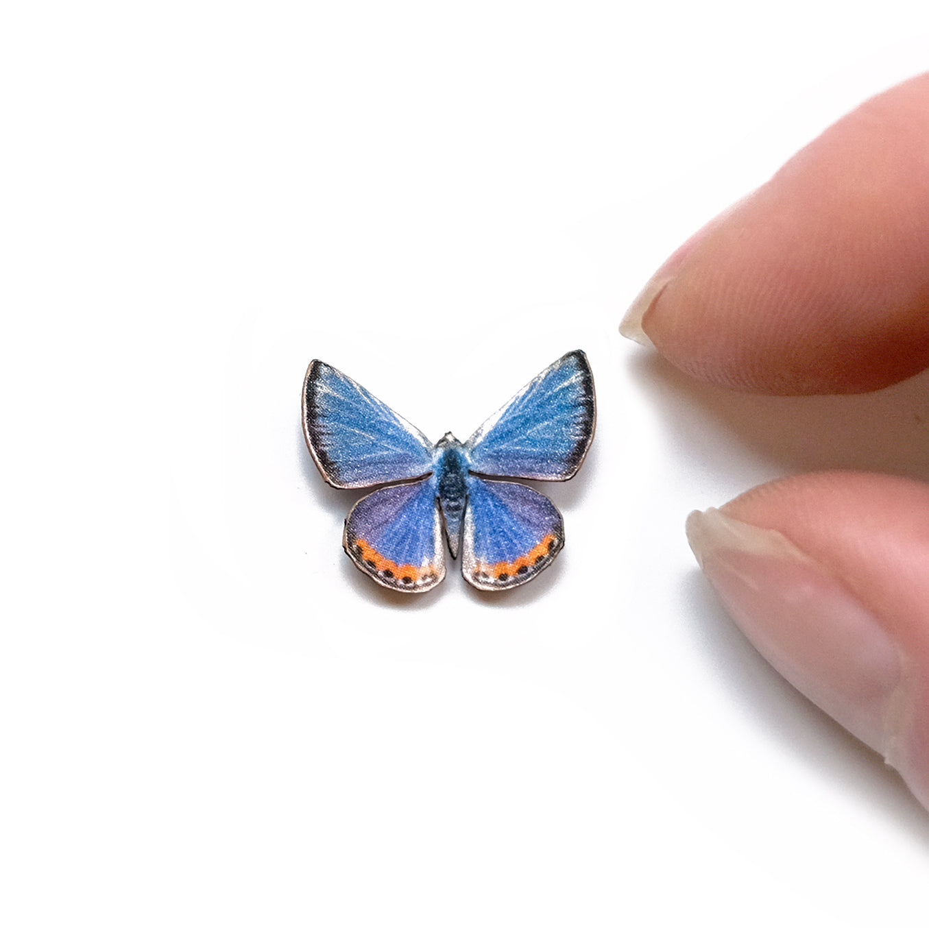 💫New💫 'Micro Acmon Blue' Butterfly