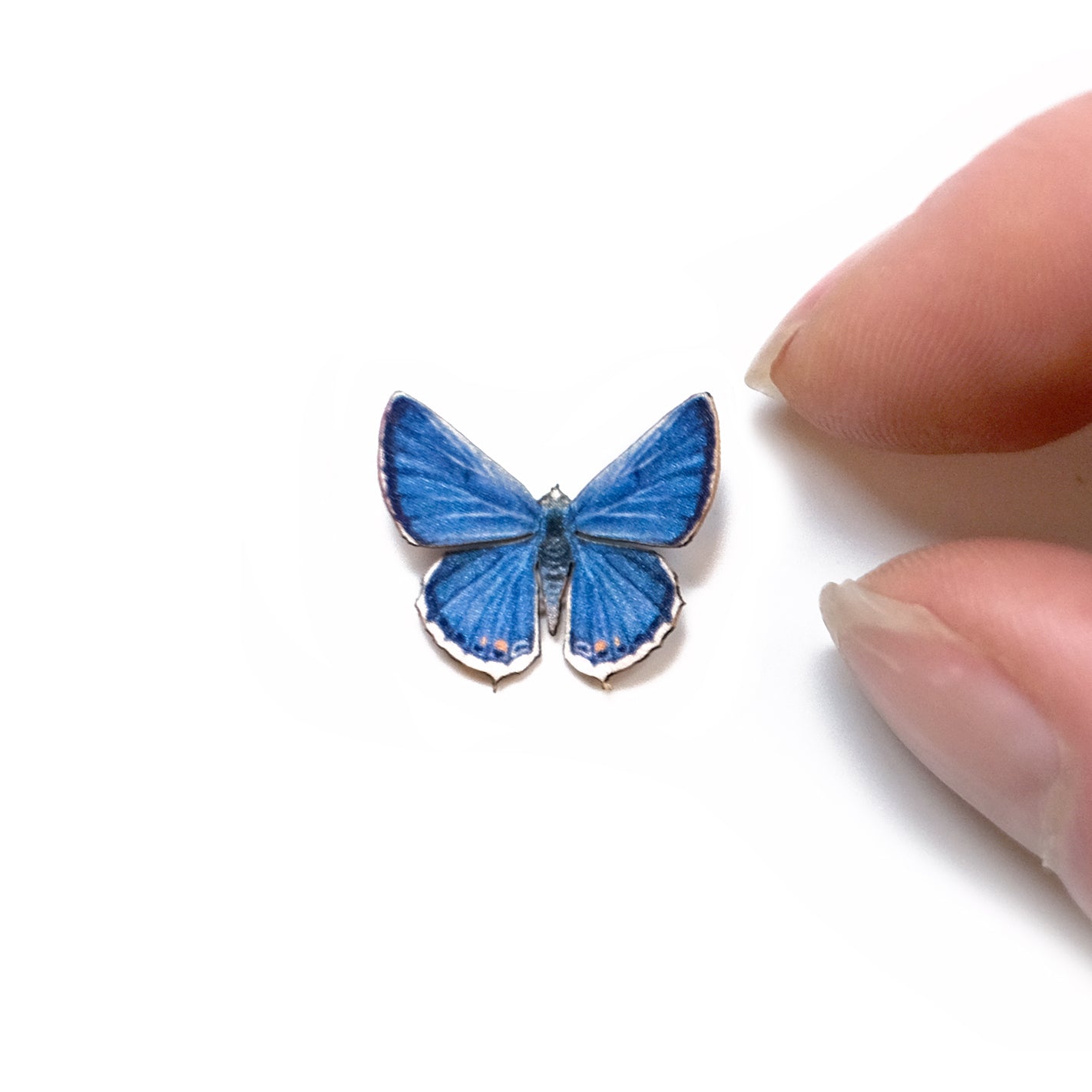 💫New💫 'Micro Eastern Tailed Blue' Butterfly