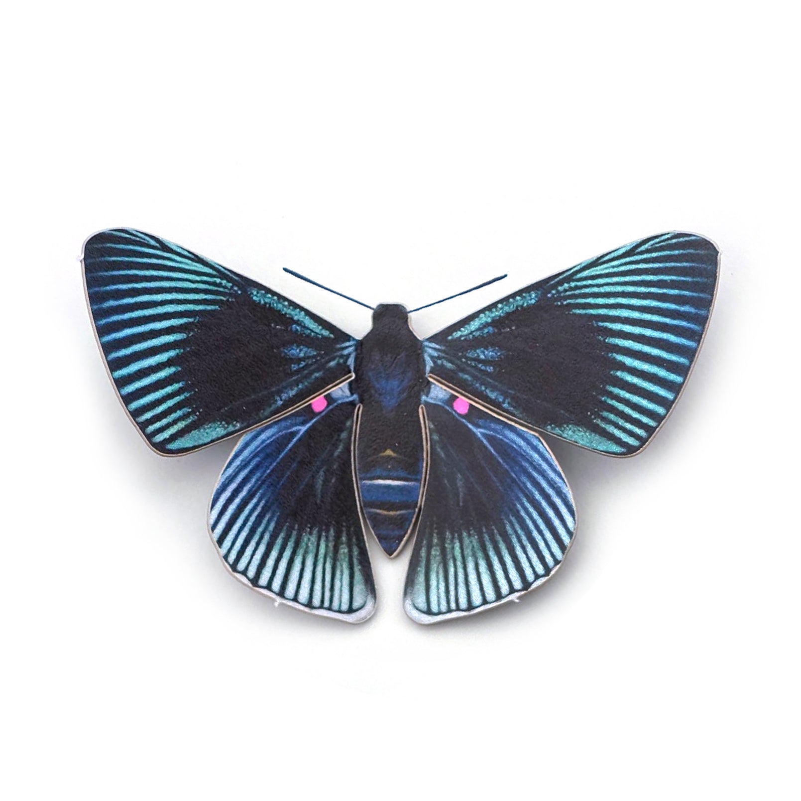 'Apollo Metalmark' Butterfly