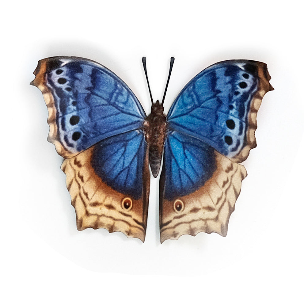 'Blue Mother-of-Pearl' Butterfly