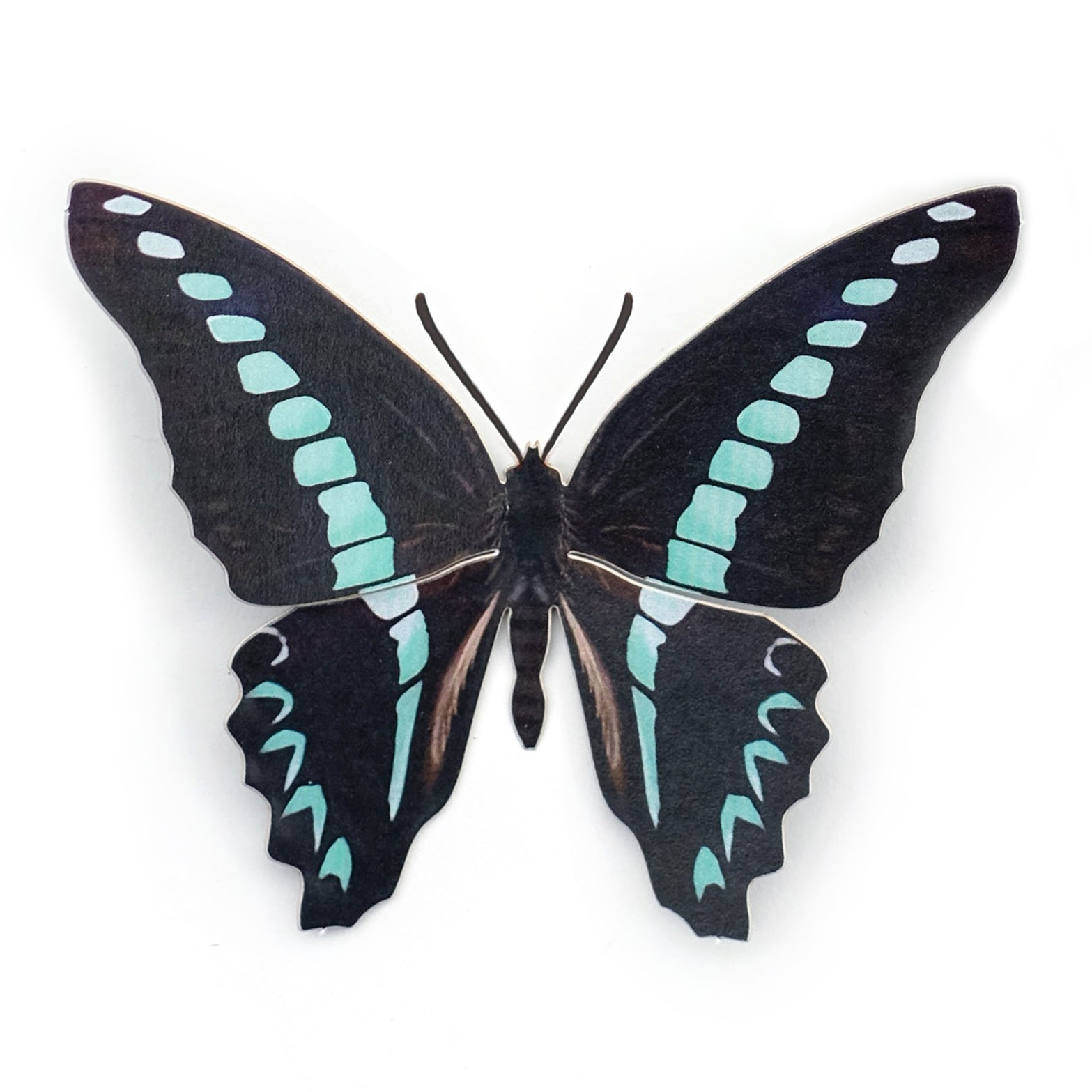 'Common Bluebottle' Butterfly