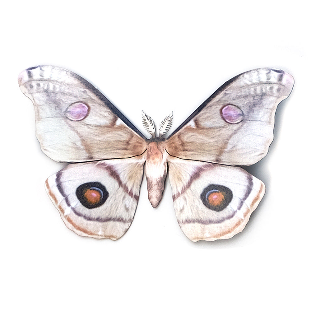 'Emperor Gum' Moth