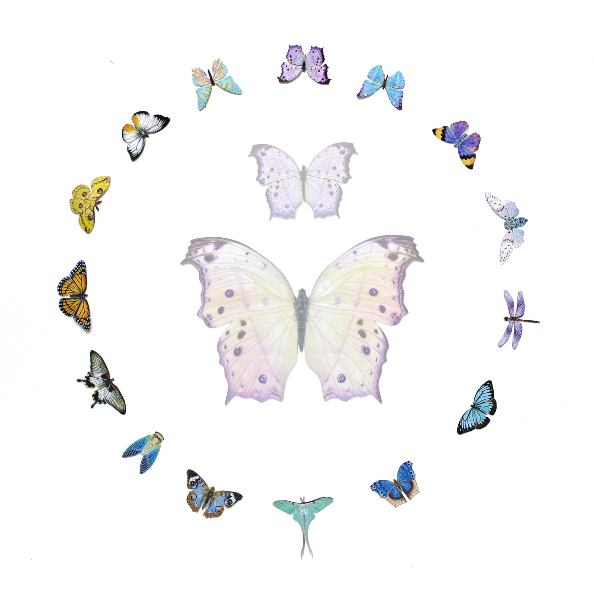 'Crocus' Micro Moth & Butterfly Collection - Artist Discount