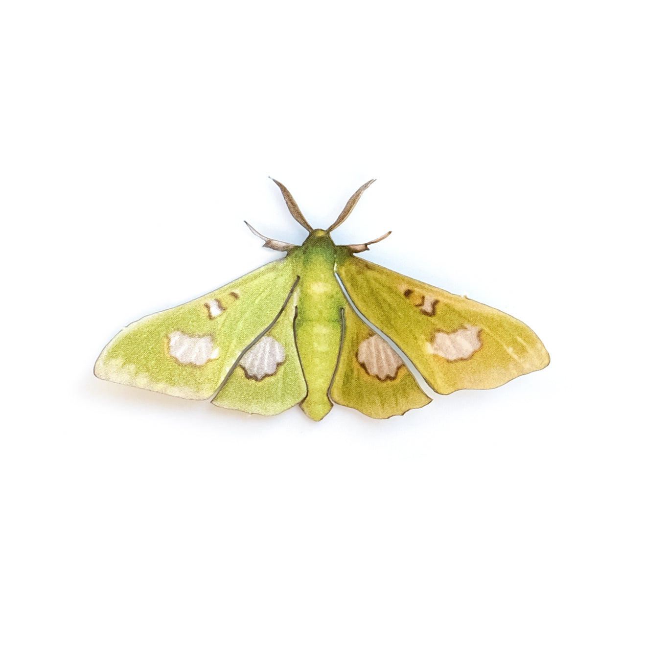 'Mini Moonlight Queen' Moth