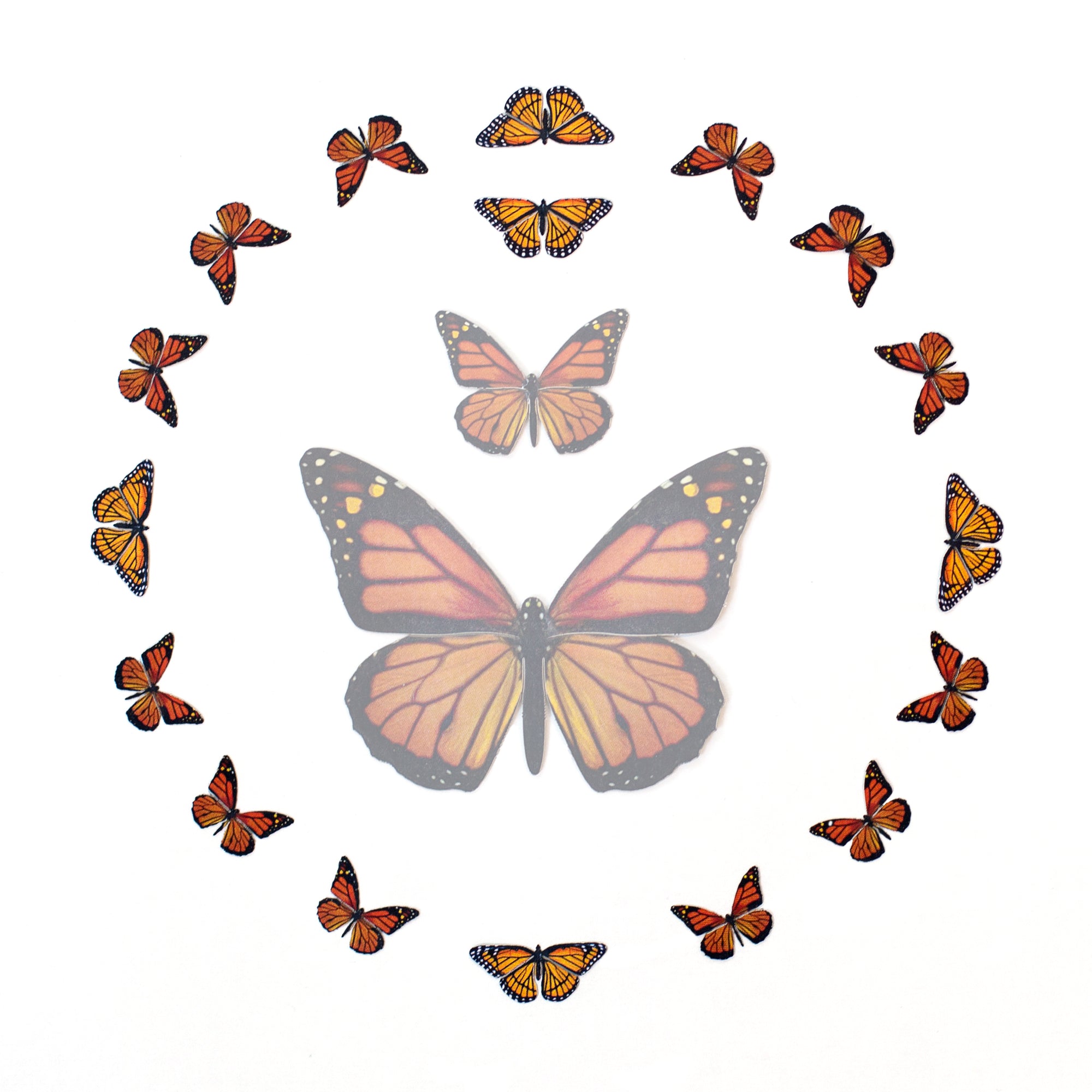 'Marmalade' Micro Monarch Butterfly Collection