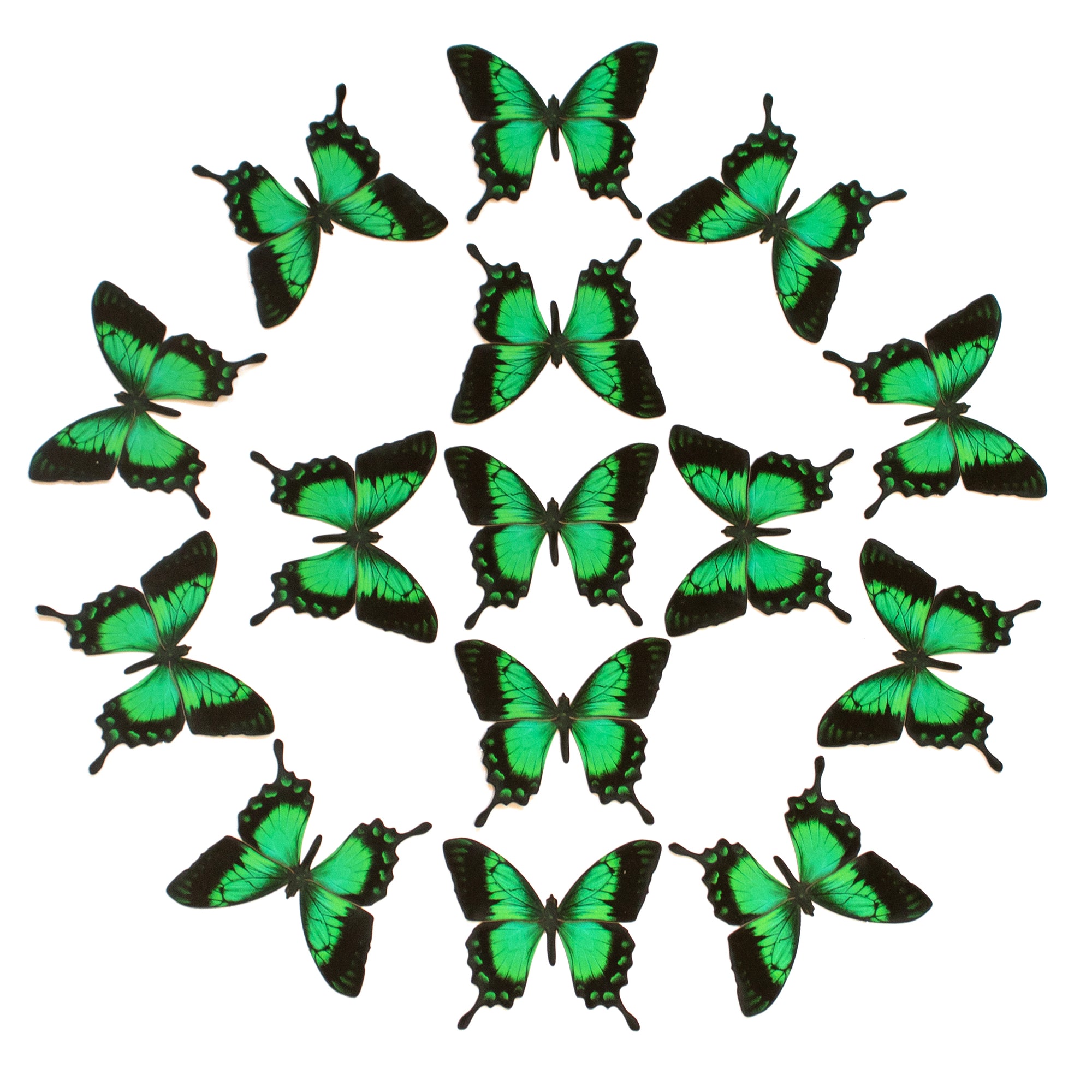 Sea Green Swallowtail Multi-Pack