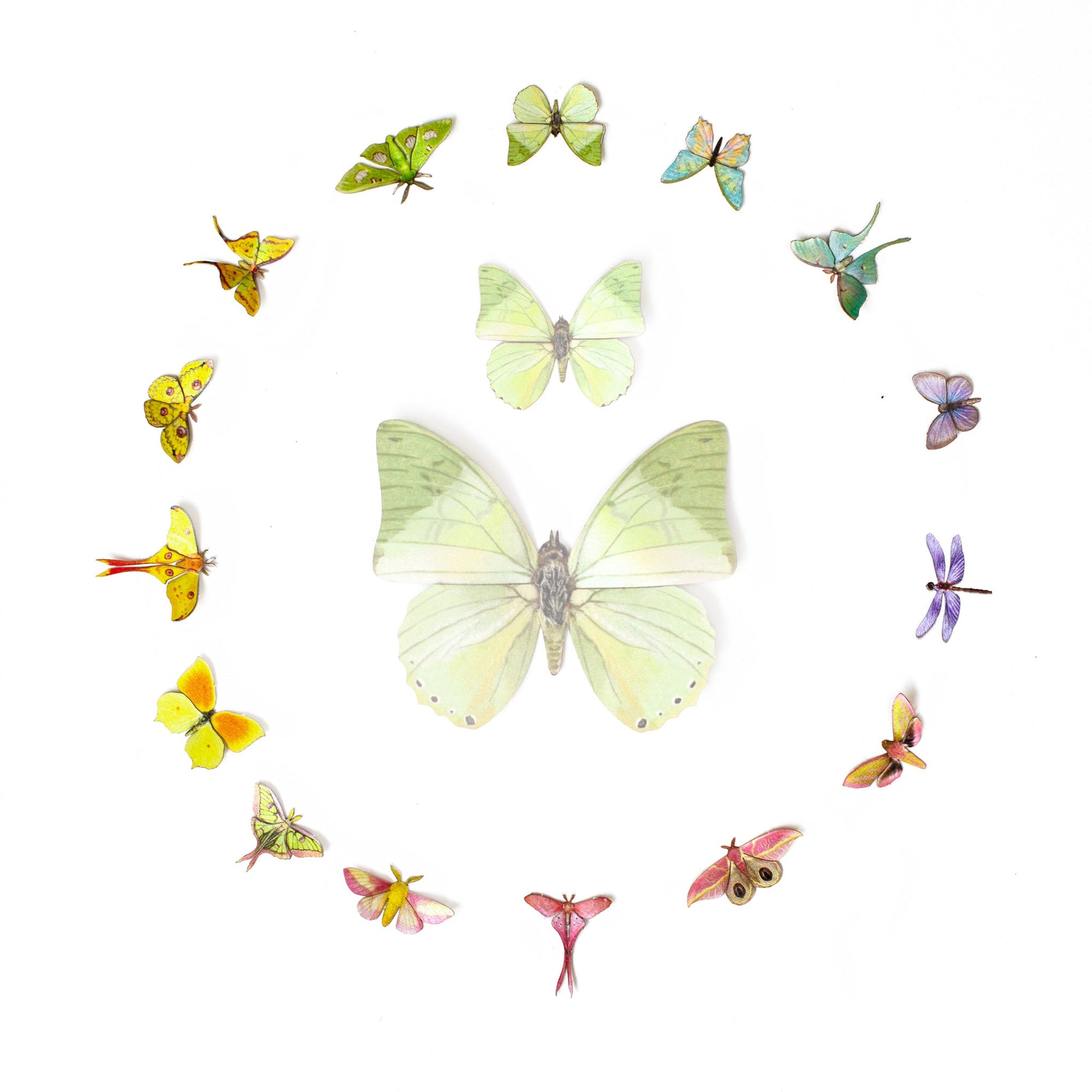 ’Utopia' Micro Moth & Butterfly Collection - Artist Discount