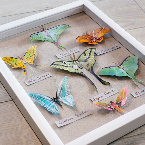 Origami Swallowtail M M