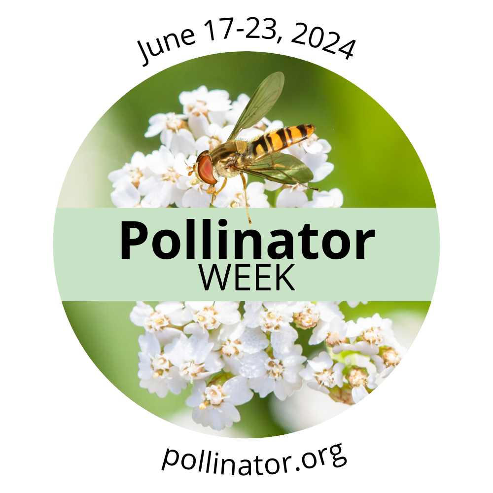 National Pollinator Week! - Moth & Myth