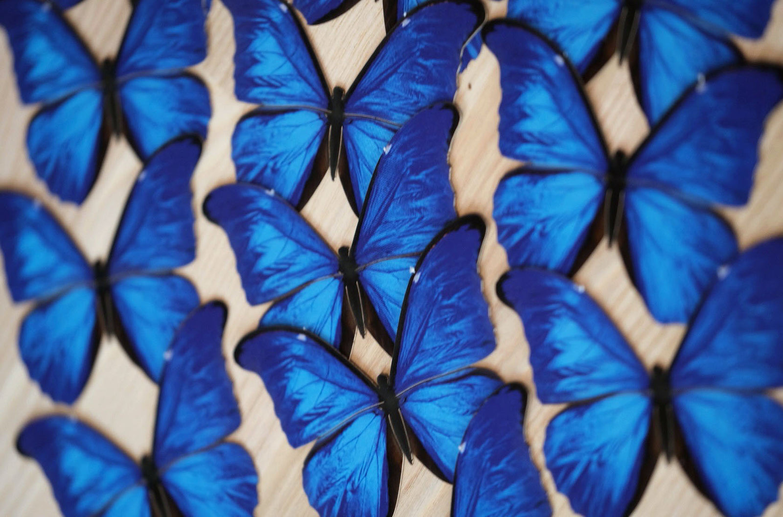 Single Specimen Multipacks