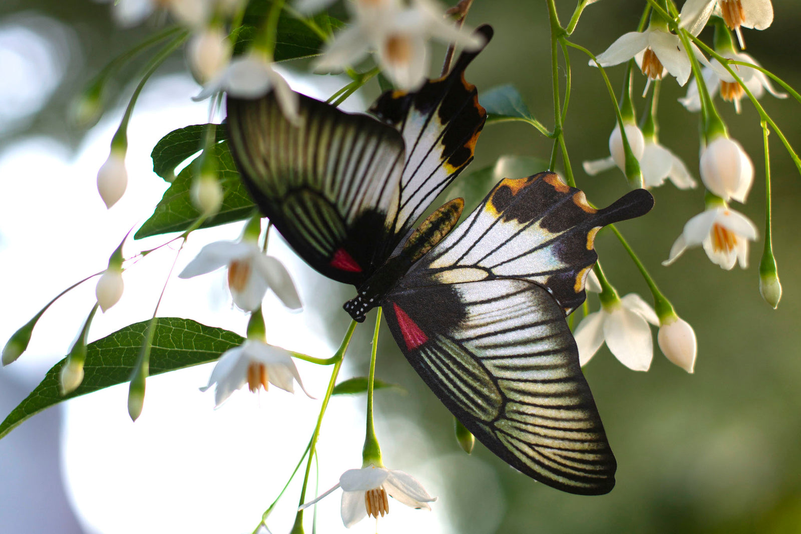 Individual Butterfly Sets