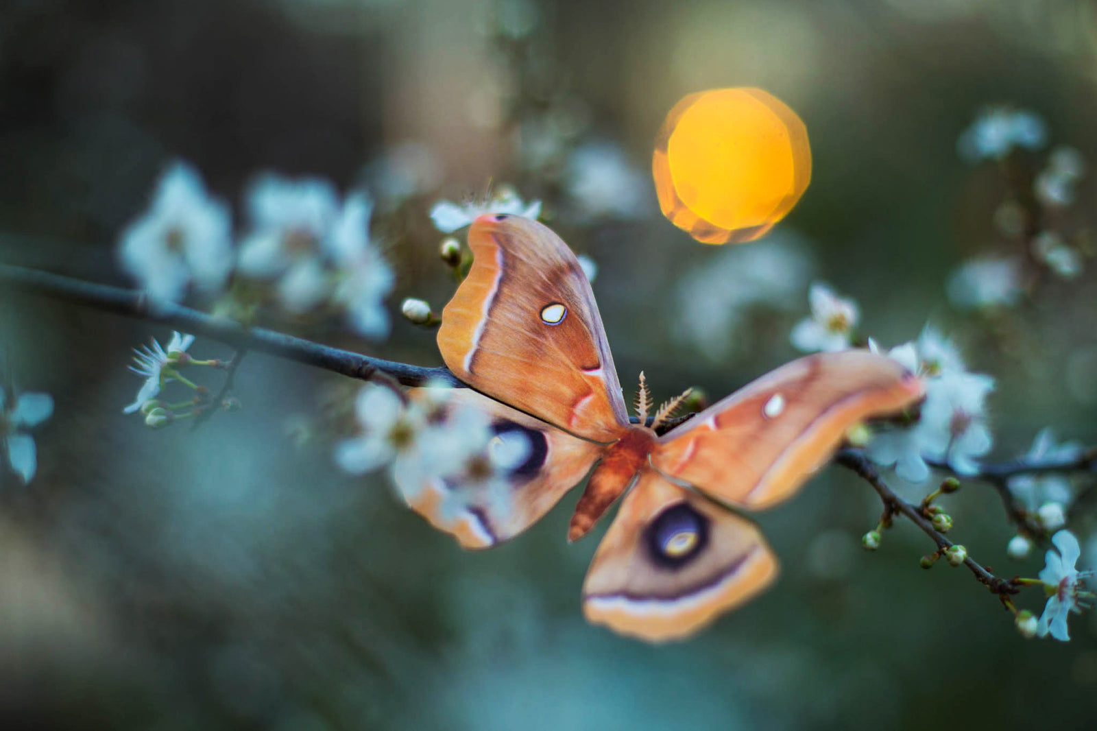 Individual Moth Sets