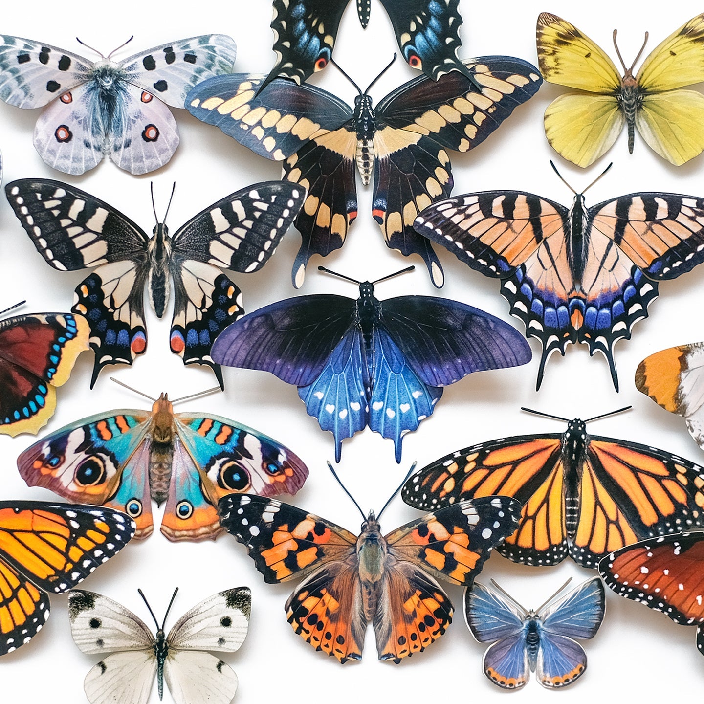 Regional Butterfly Sets of North America