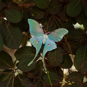 'Faerie-Tails Luna' Moth Multi-Pack