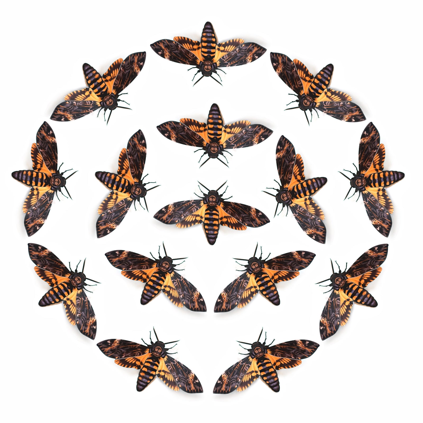 💫New!💫 'African Death’s-Head' Hawkmoth Multi-Pack