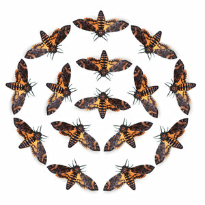 'African Death’s-Head' Hawkmoth Multi-Pack