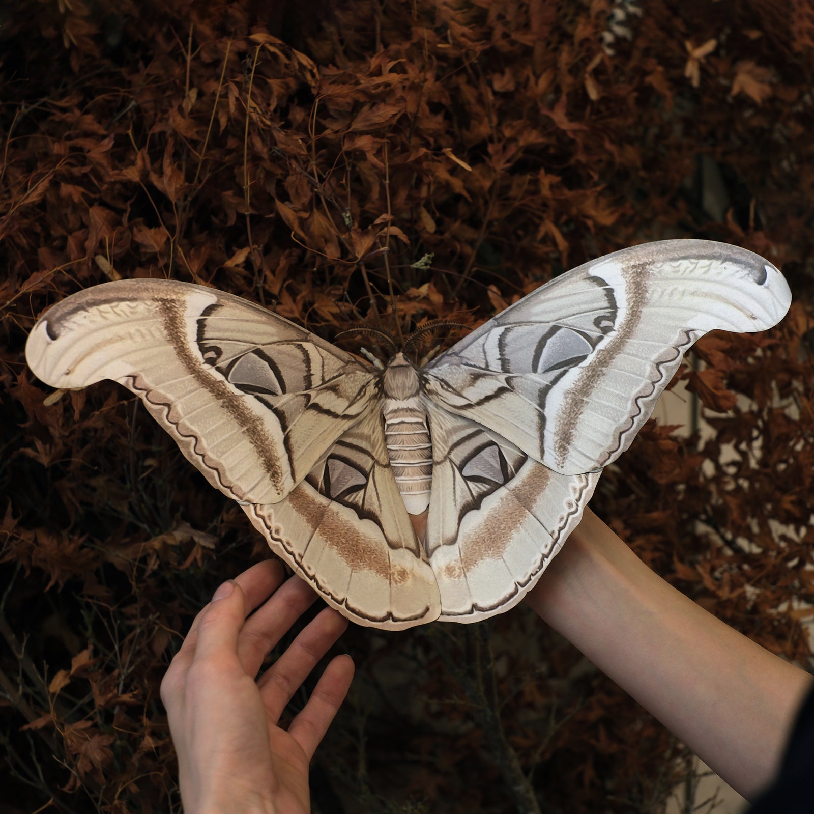 'Giant Ghost Atlas' Moth