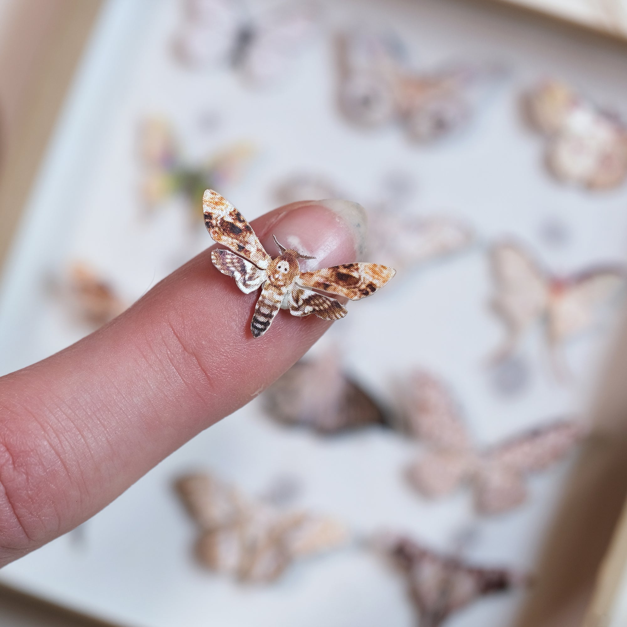 💫New💫 Death's-Head Moth Micro Collection Artist Wholesale