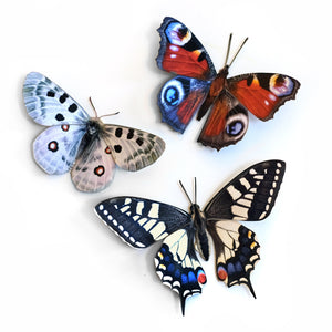 'Apollo' Butterfly Set Artist Wholesale