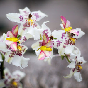 💫New💫 'Blush' Pink Moth Set