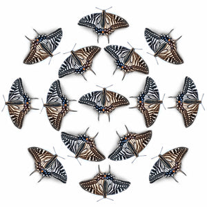 'Asian swallowtail' Butterfly Multi-Pack