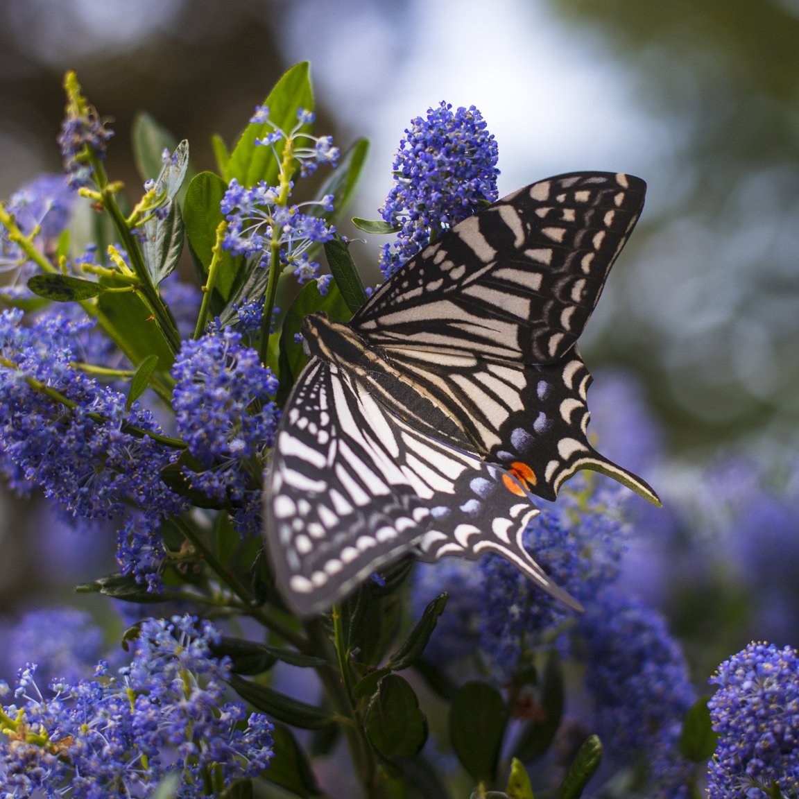 'Basra' Butterfly Set