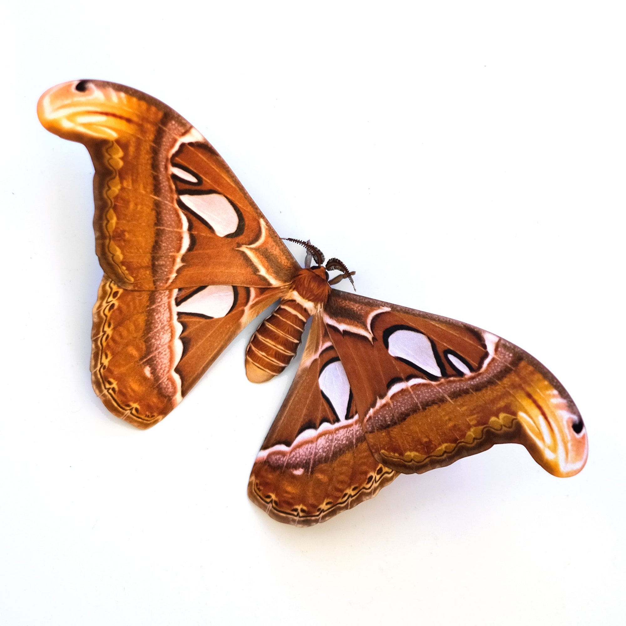 'Atlas' Moth - Artist Discount