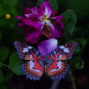 'Quartz' Butterfly Set