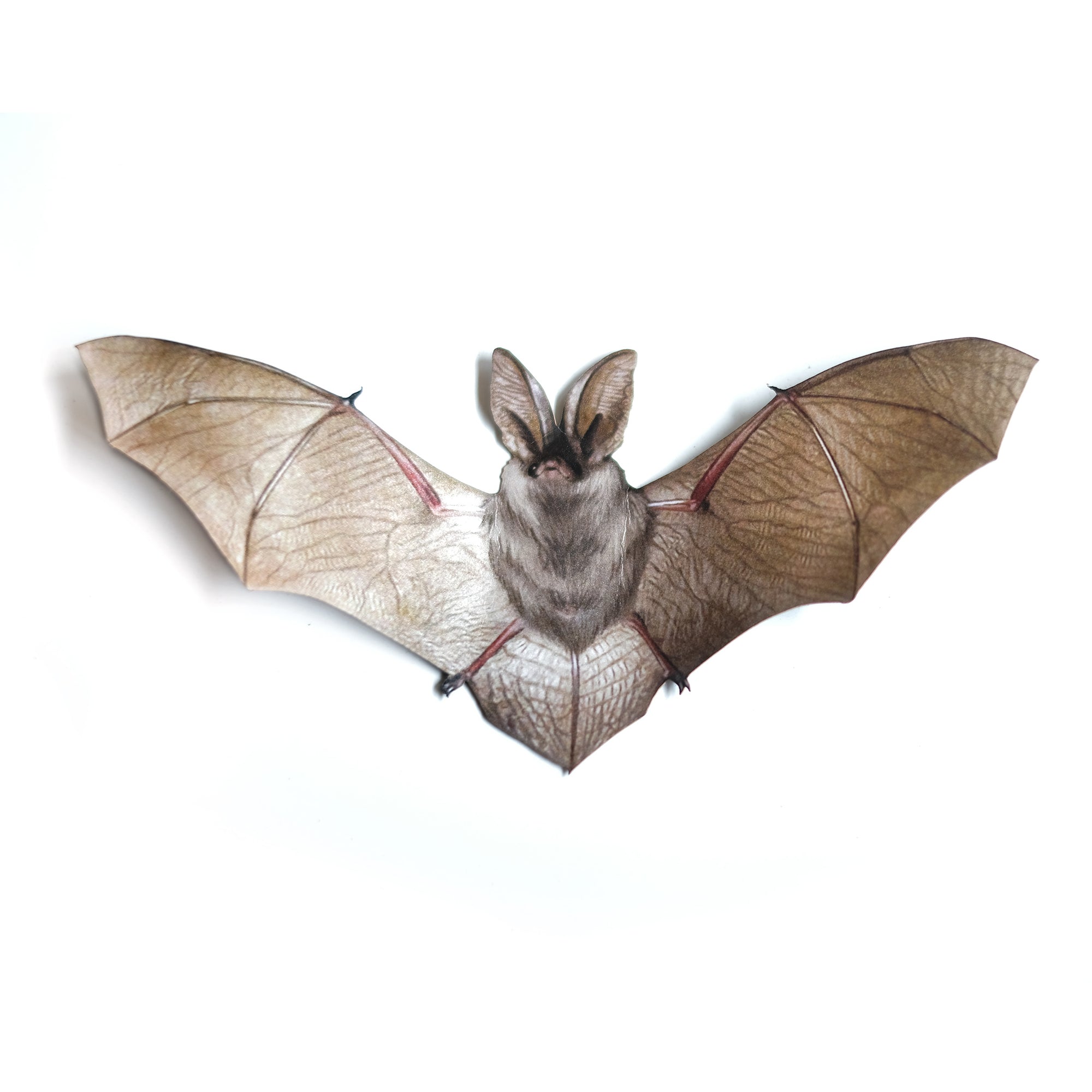 💫Halloween💫 'Brown Long-Eared' Bat