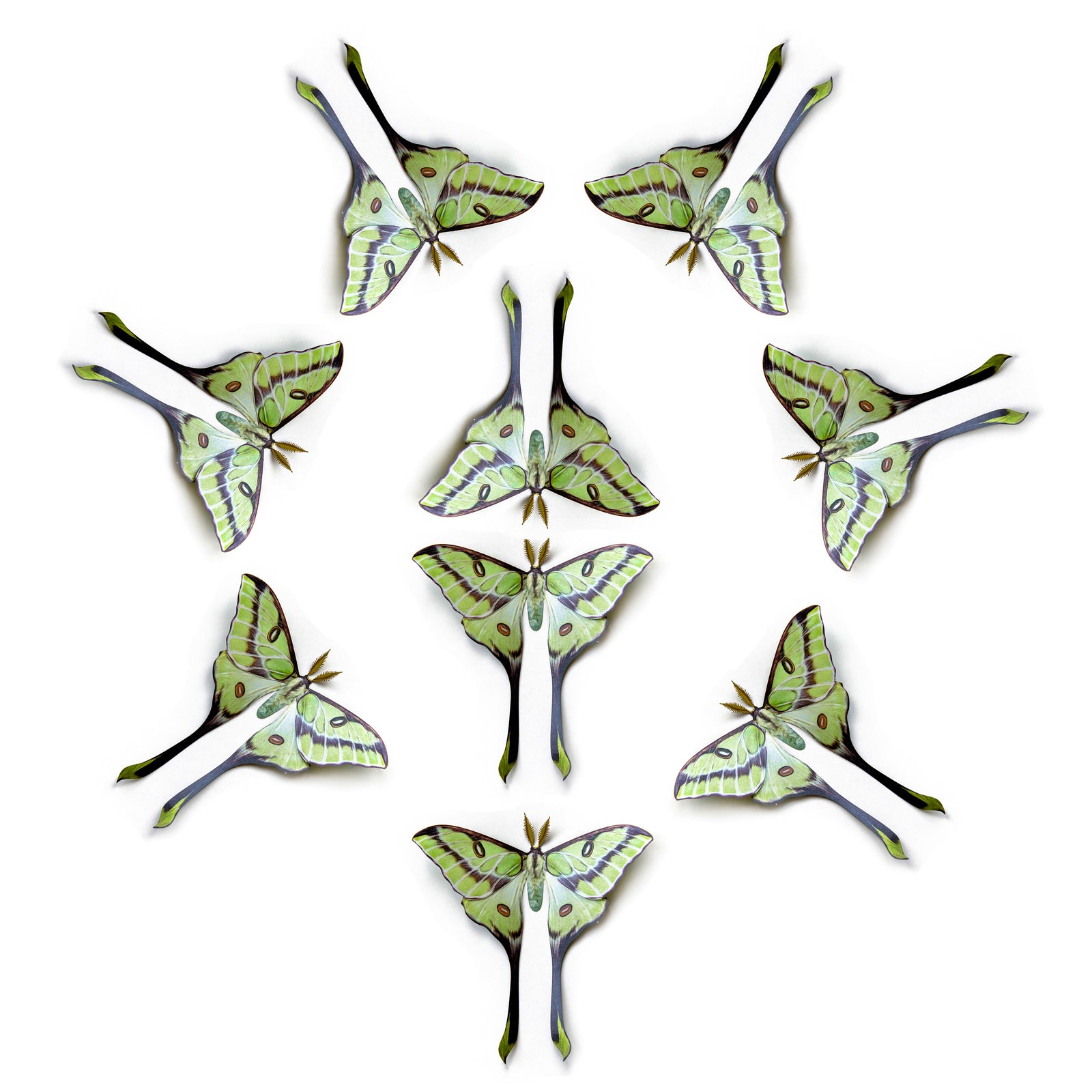 💫New!💫 Besanti 'Rare Moon' Moth Multi-Pack