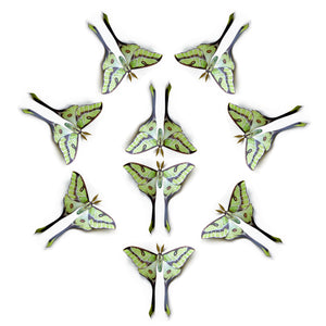 Besanti 'Rare Moon' Moth Multi-Pack