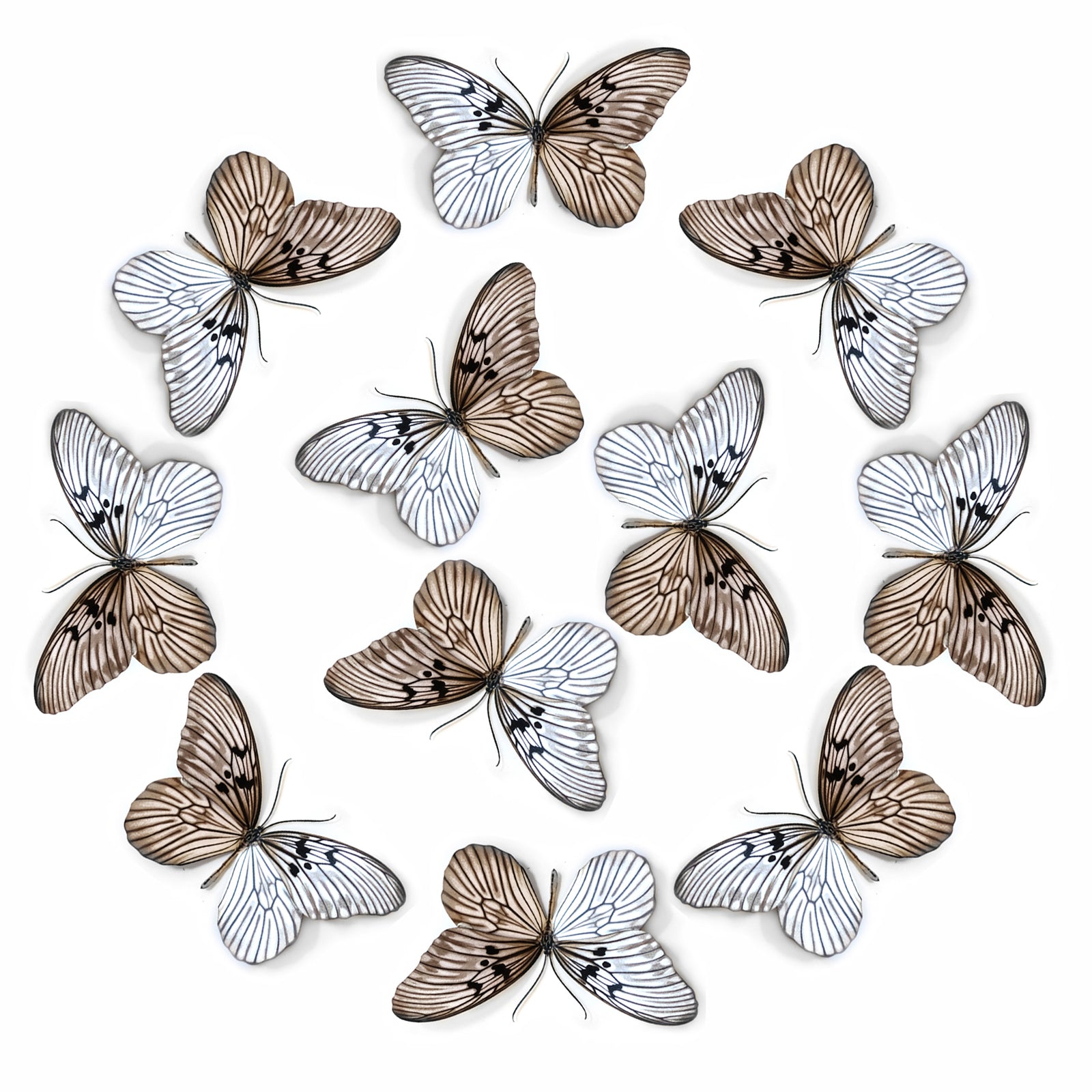 💫New!💫 'Blanchard's Ghost' Butterfly Multi-Pack