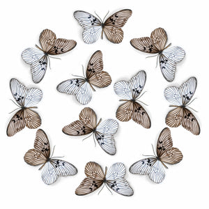 'Blanchard's Ghost' Butterfly Multi-Pack
