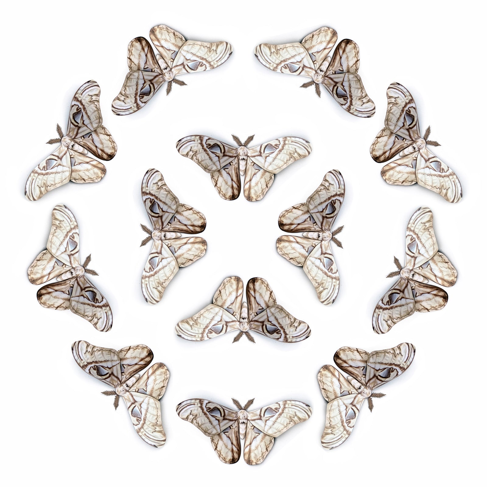 💫New!💫 'Bleached Attacus' Moth Multi-Pack