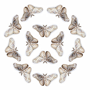 'Bleached Attacus' Moth Multi-Pack