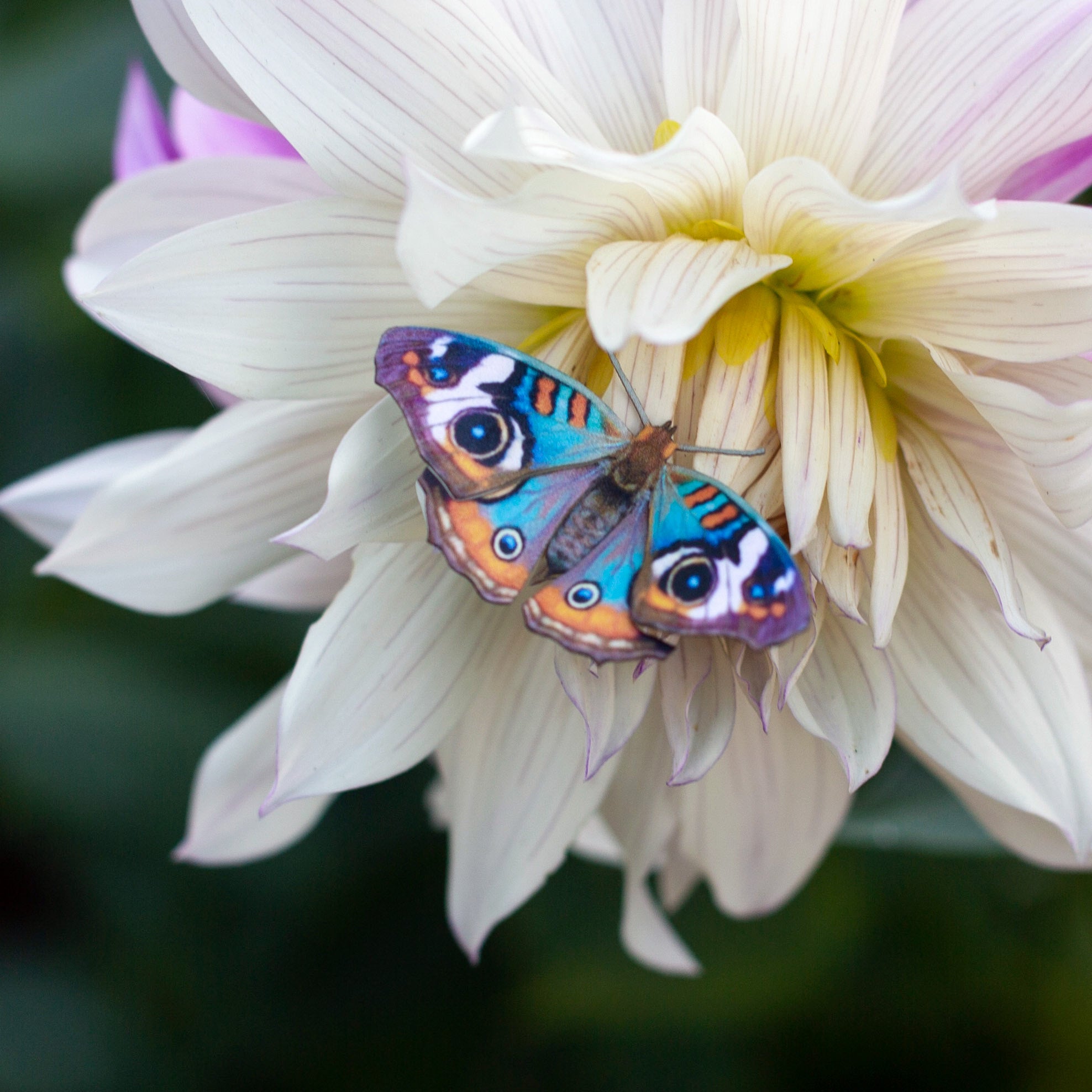 💫New💫 The Echo Collection - 'The Flutter & Flight Series'