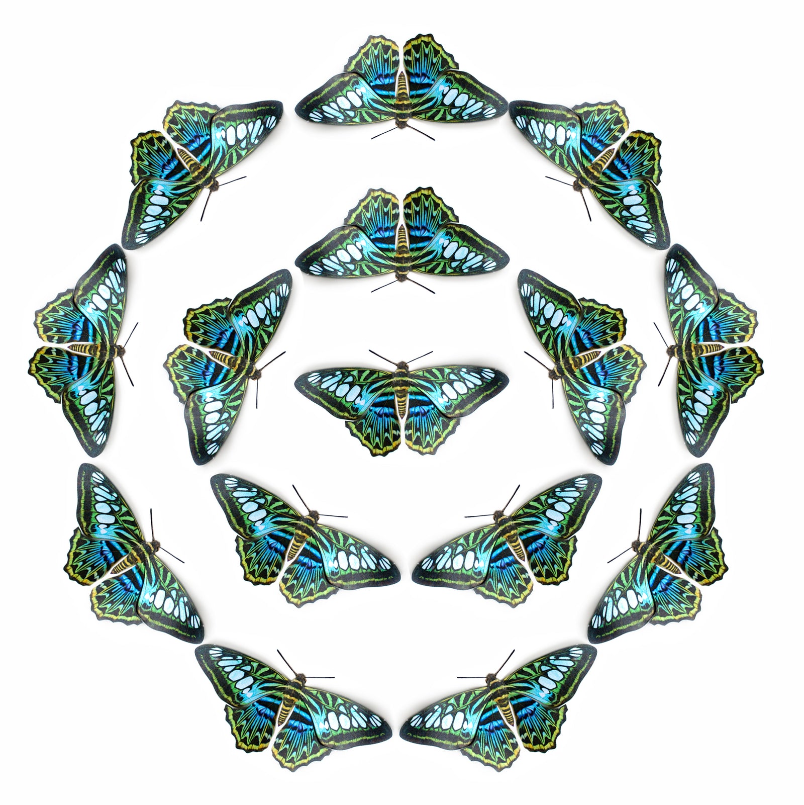 💫New!💫 'Blue Clipper' Butterfly Multi-Pack