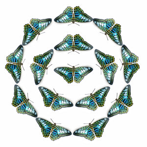 'Blue Clipper' Butterfly Multi-Pack