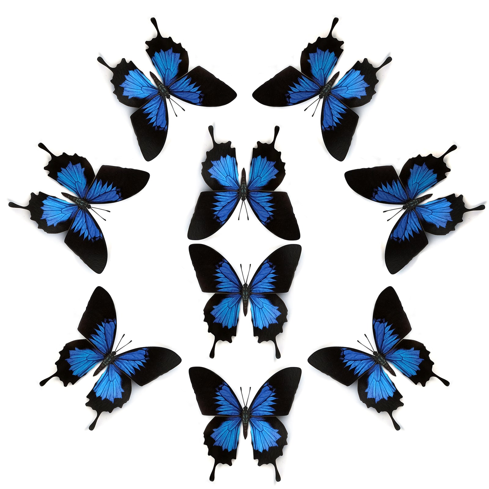 💫New!💫 'Blue Emperor' Butterfly Multi-Pack