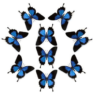 'Blue Emperor' Butterfly Multi-Pack