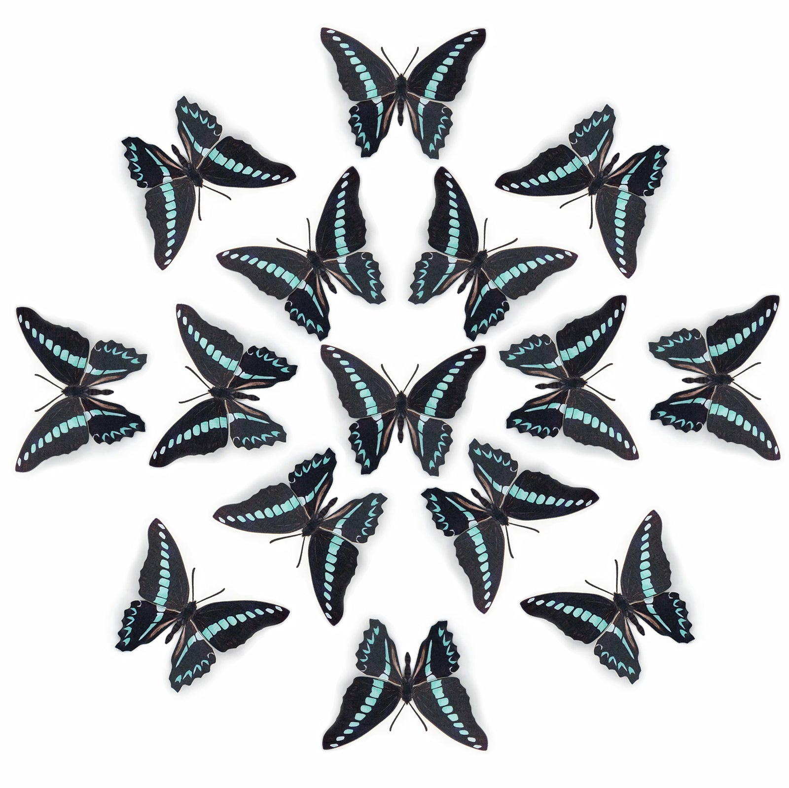 💫New!💫 'Common Bluebottle' Butterfly Multi-Pack