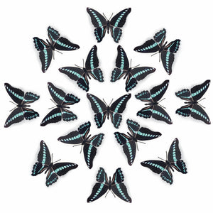 'Common Bluebottle' Butterfly Multi-Pack