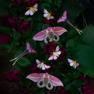 'Blush' Pink Moth Multi-Pack