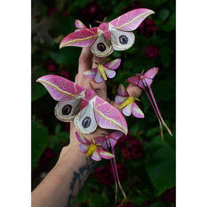 'Blush' Pink Moth Multi-Pack