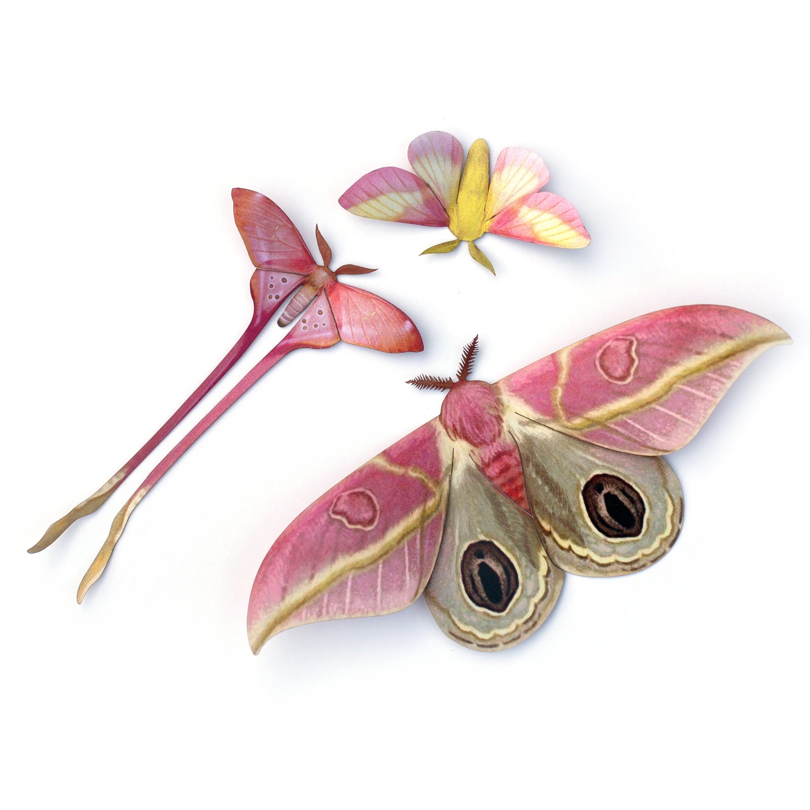 💫New💫 'Blush' Pink Moth Set